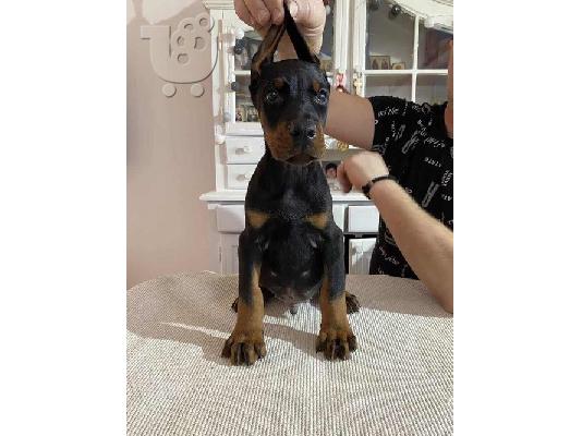 Κουτάβια DOBERMAN